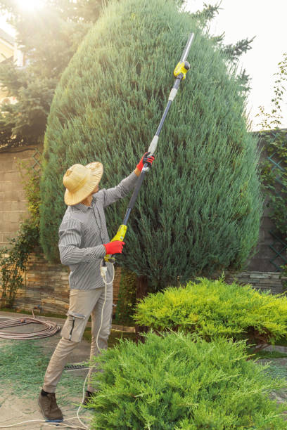 Best Tree Care Services  in Socorro, NM